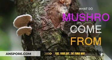 Mushrooms: Nature's Magical Mystery Unveiled