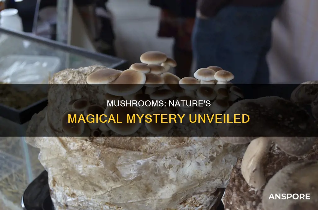 what do mushrooms come from