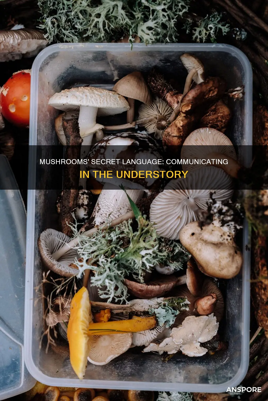 what do mushrooms communicate