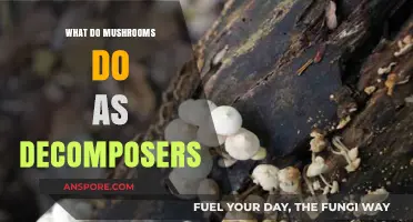 Mushrooms' Vital Role: Decomposing Organic Matter and Recycling Nutrients