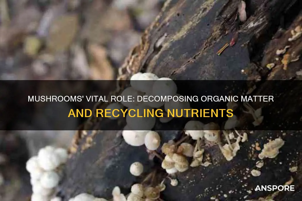 what do mushrooms do as decomposers