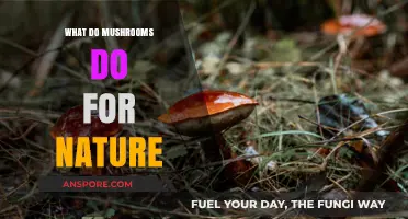 Mushrooms' Vital Role in Nature's Ecosystem and Environmental Balance