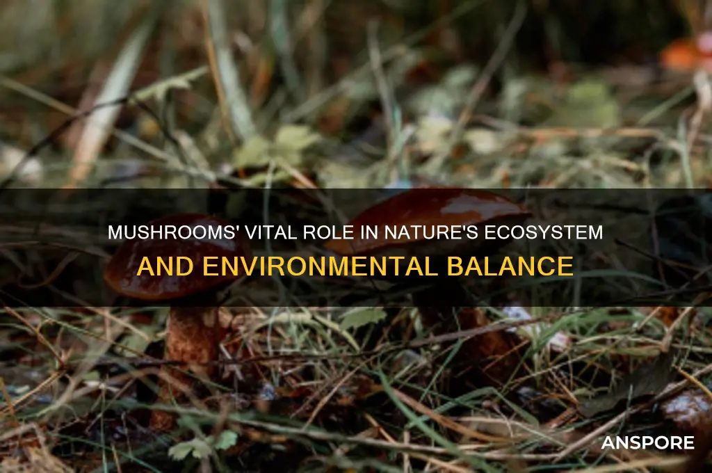 what do mushrooms do for nature