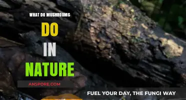 Mushrooms' Vital Role: Decomposers, Symbionts, and Ecosystem Engineers in Nature