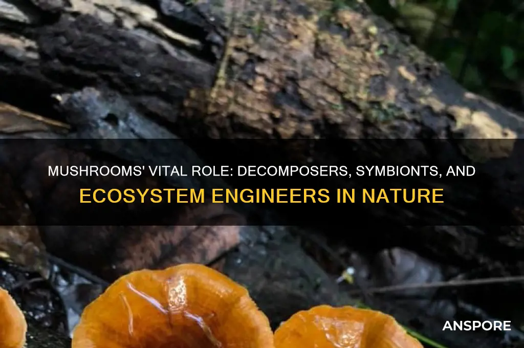 what do mushrooms do in nature