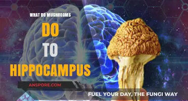 Mushrooms and Memory: Exploring Their Impact on the Hippocampus