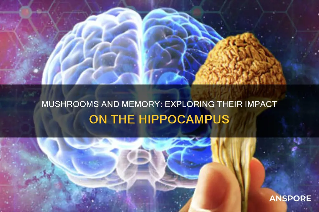 what do mushrooms do to hippocampus