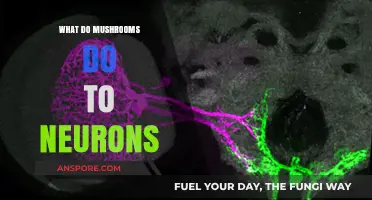 Mushrooms and Neurons: Unveiling the Impact on Brain Function