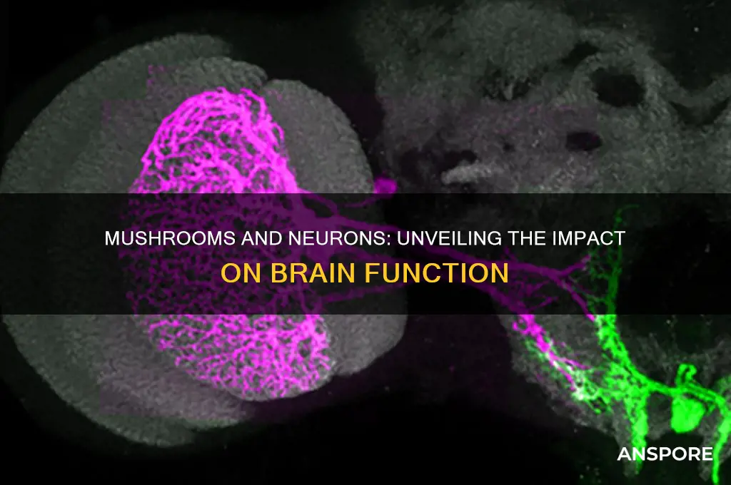 what do mushrooms do to neurons