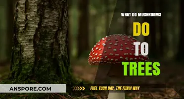 How Mushrooms Interact with Trees: Symbiosis, Decay, and Forest Health