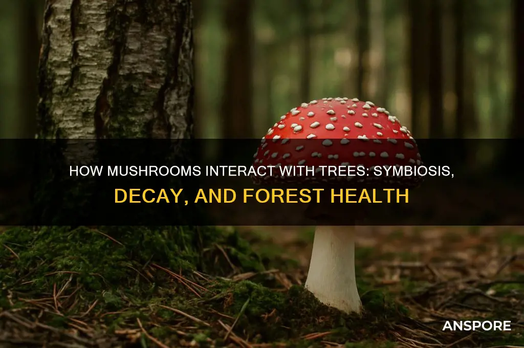 what do mushrooms do to trees
