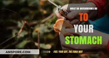 Mushrooms and Digestion: How They Affect Your Stomach Health