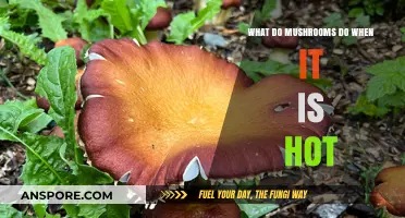 How Mushrooms Adapt and Survive in Hot Weather Conditions