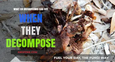 Unveiling the Gases Released During Mushroom Decomposition: A Detailed Exploration