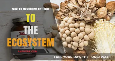 Mushrooms' Vital Role: Ecosystem Benefits and Ecological Contributions Explained