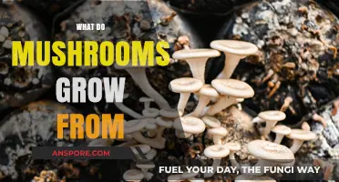 Unveiling the Substrate: What Mushrooms Grow From and How