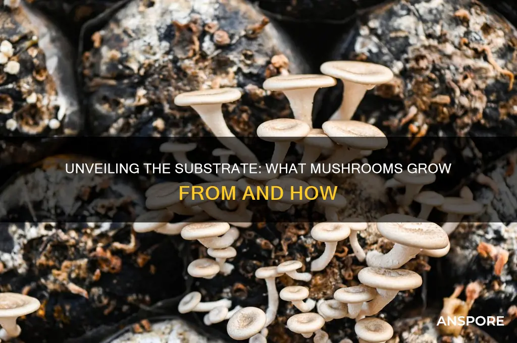 what do mushrooms grow from