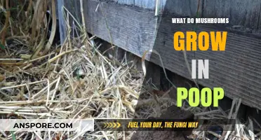 Mushrooms in Poop: Unveiling the Surprising Growth Habitats of Fungi