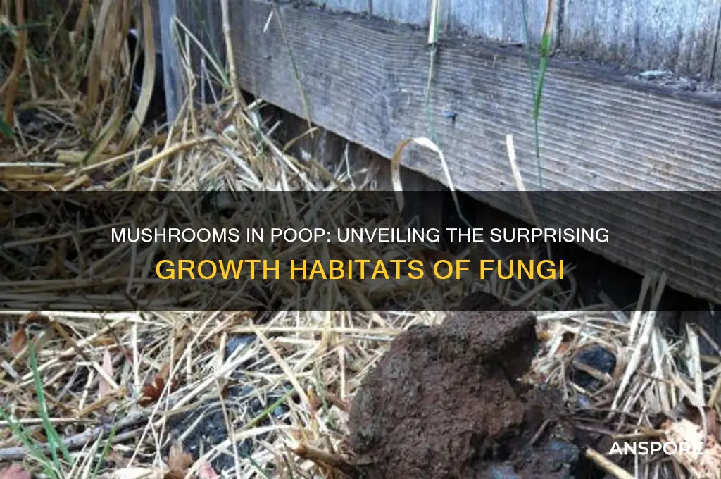 what do mushrooms grow in poop