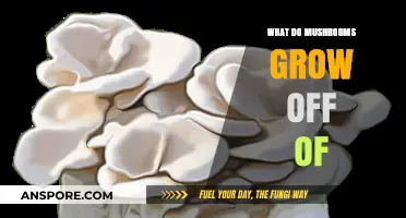 Unveiling Mushroom Growth: Substrates and Surfaces That Fuel Fungal Life