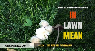 Mushrooms in Your Lawn: Causes, Concerns, and Natural Solutions