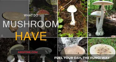 Mushrooms' Magical Powers: Nature's Superfood