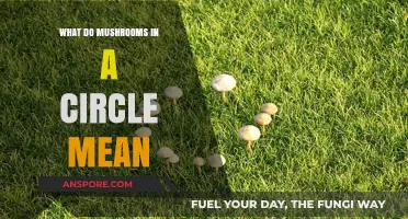 Mysterious Mushroom Circles: Unveiling the Secrets of Fairy Rings