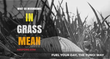 Mushrooms in Grass: Understanding Their Meaning and Ecological Significance