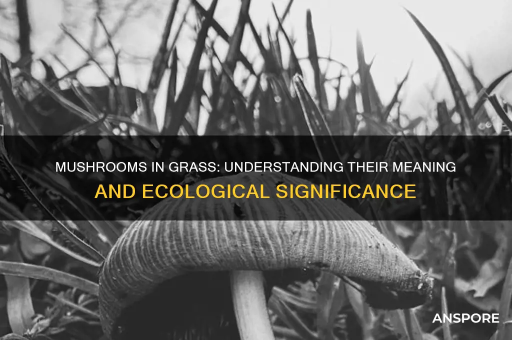 what do mushrooms in grass mean