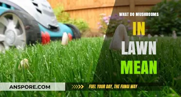 Mushrooms in Your Lawn: Causes, Concerns, and How to Manage Them