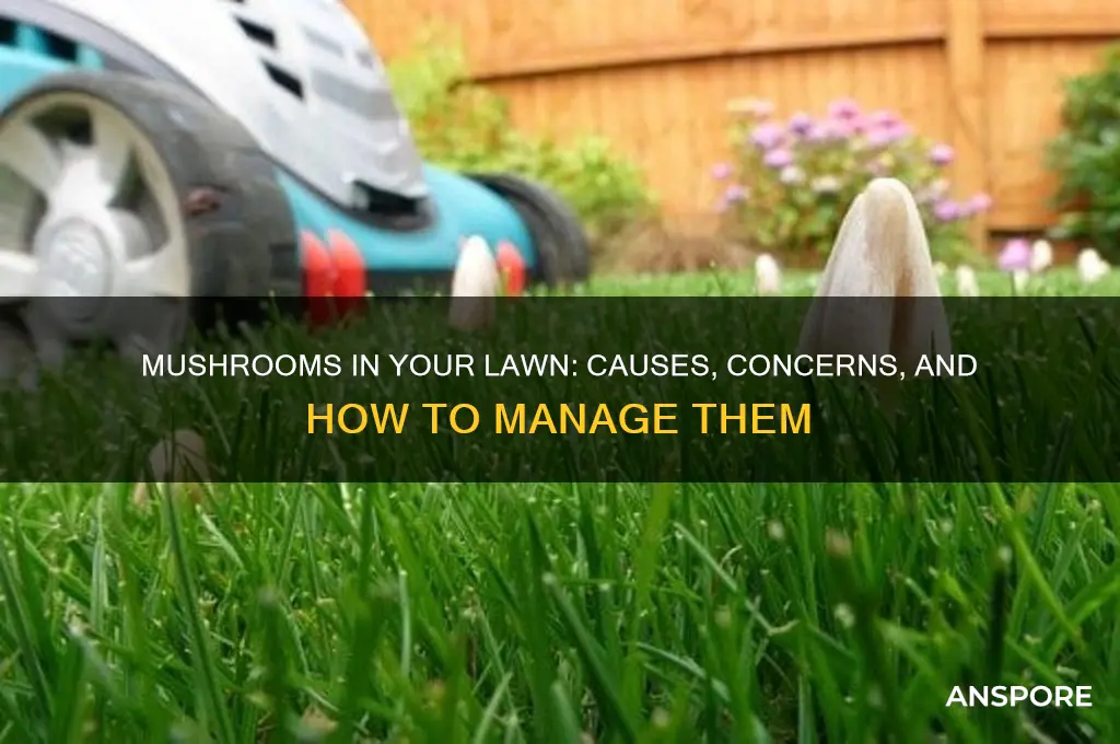 what do mushrooms in lawn mean