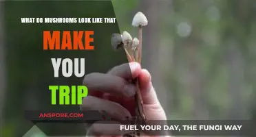 Exploring Psychedelic Mushrooms: Visual Guide to Trip-Inducing Varieties