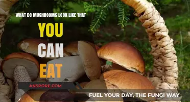 Identifying Edible Mushrooms: A Visual Guide to Safe, Tasty Varieties