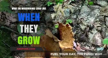 Exploring the Fascinating Shapes and Colors of Growing Mushrooms