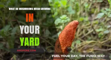 Mushrooms in Your Yard: What They Mean and Why They Grow
