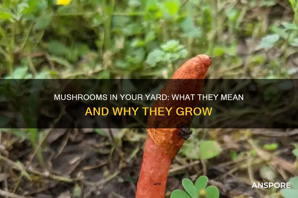 what do mushrooms mean growing in your yard