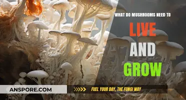 Essential Conditions for Mushroom Growth: Substrate, Moisture, and Environment
