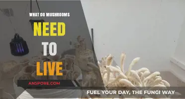 Essential Conditions for Mushroom Growth: A Survival Guide