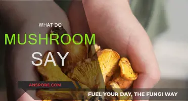 Mushrooms' Whispers: What Are They Saying?