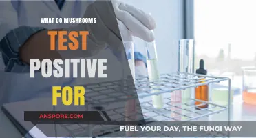 Mushrooms and Drug Tests: Surprising Substances That Trigger Positive Results