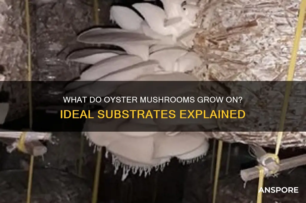 what do oyster mushrooms grow on