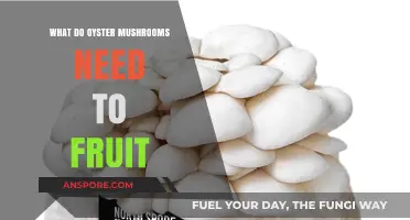 Essential Conditions for Oyster Mushrooms to Fruit Successfully at Home