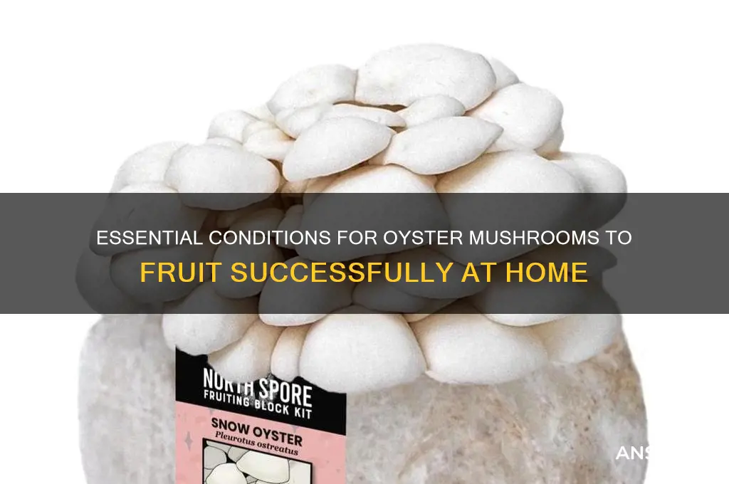 what do oyster mushrooms need to fruit