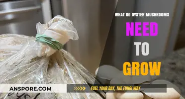 Essential Conditions for Growing Oyster Mushrooms: A Comprehensive Guide