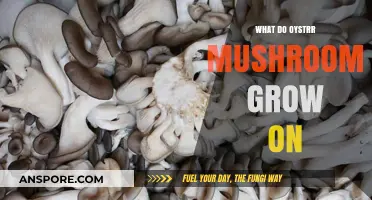 Where Oyster Mushrooms Thrive: Substrates for Optimal Growth Explained