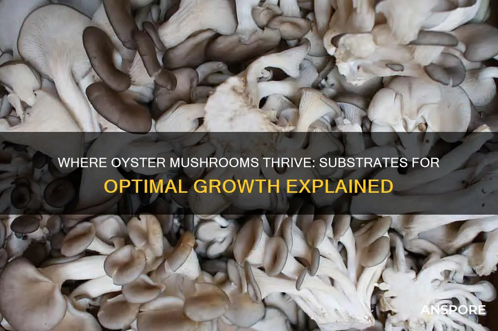 what do oystrr mushrooms grow on