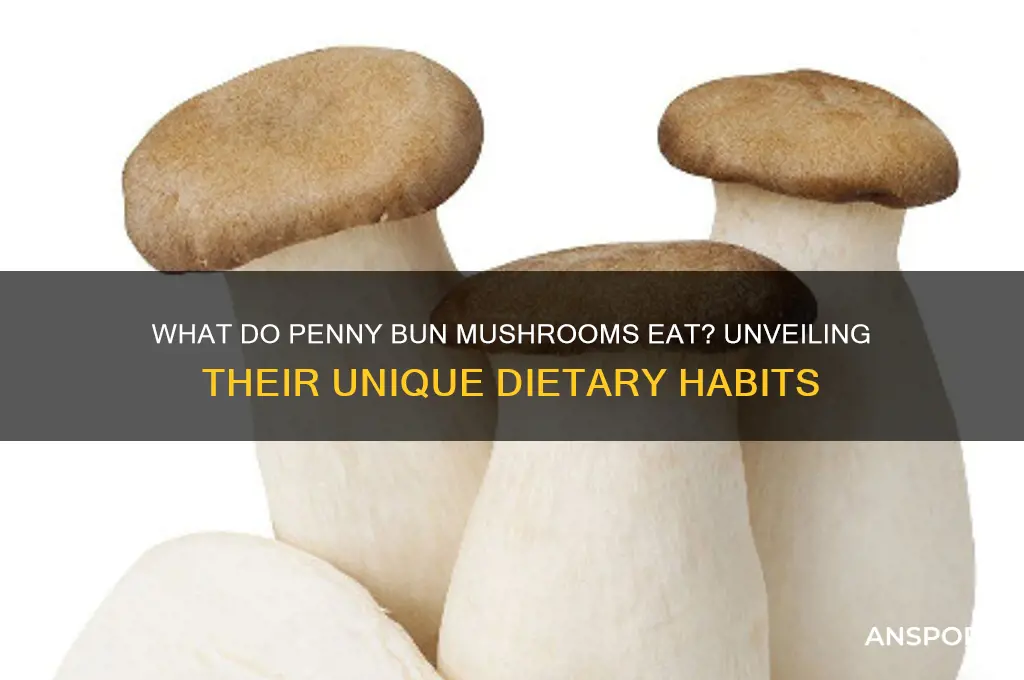 what do penny bun mushrooms eat