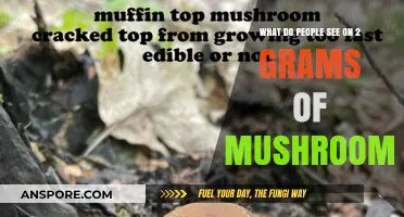 Exploring the Psychedelic Realm: 2-Gram Mushroom Experiences Unveiled