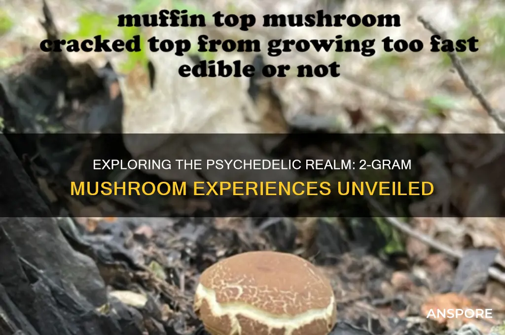 what do people see on 2 grams of mushrooms