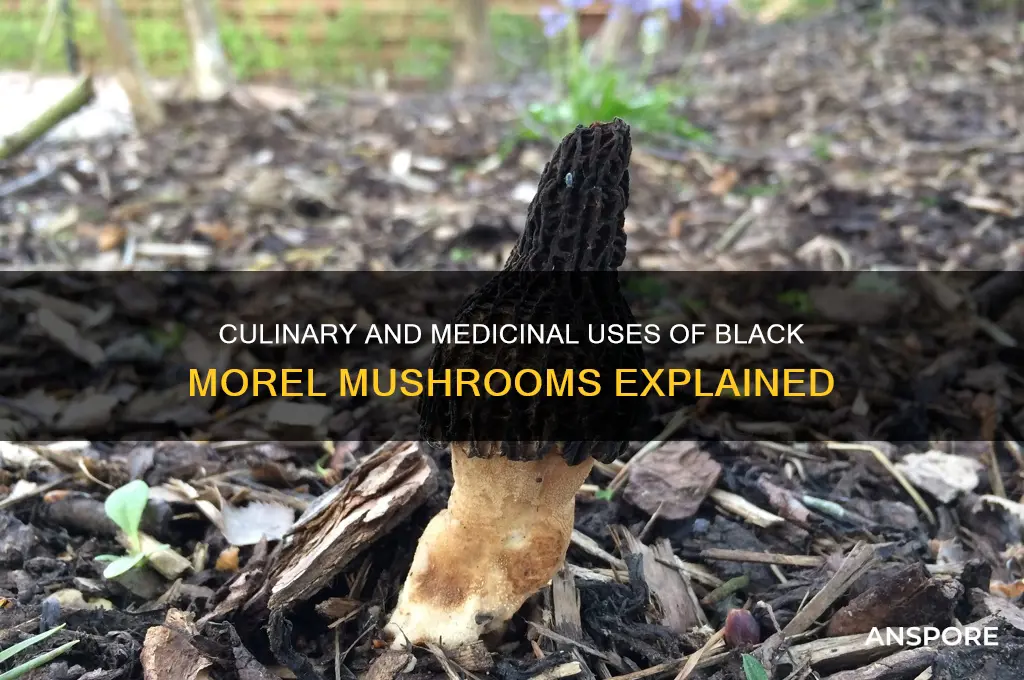 what do people use black morel mushrooms for